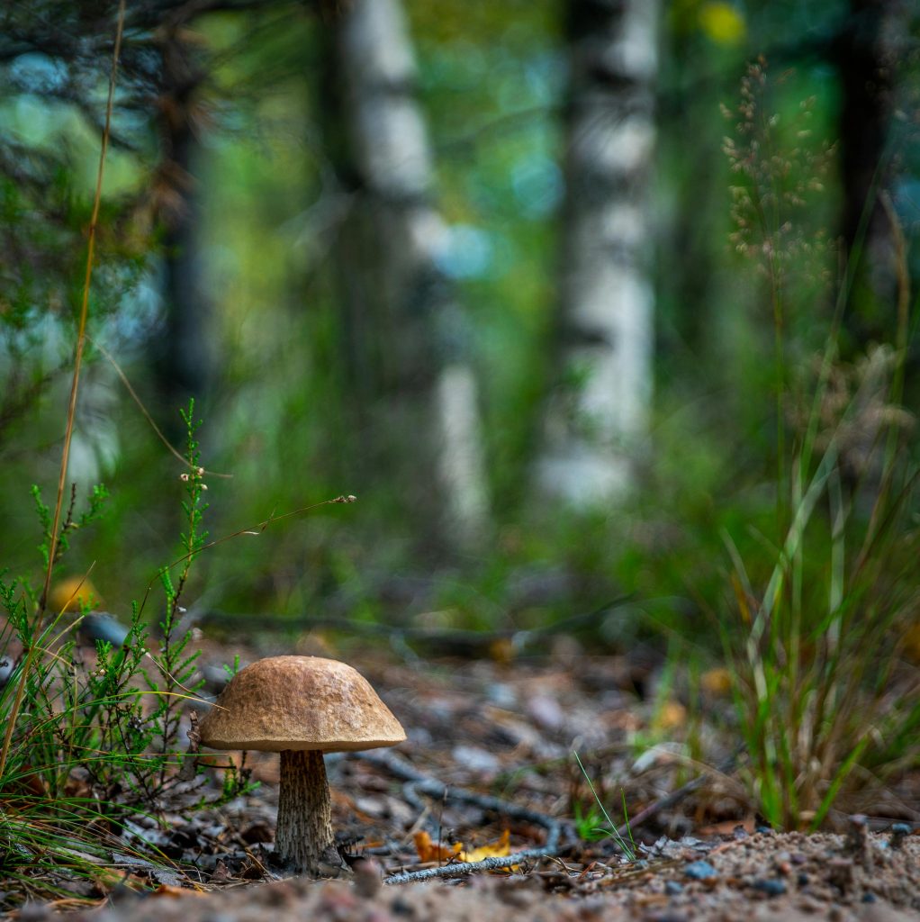 foret champignons écotherapie sexodiet sexologue diététicienne